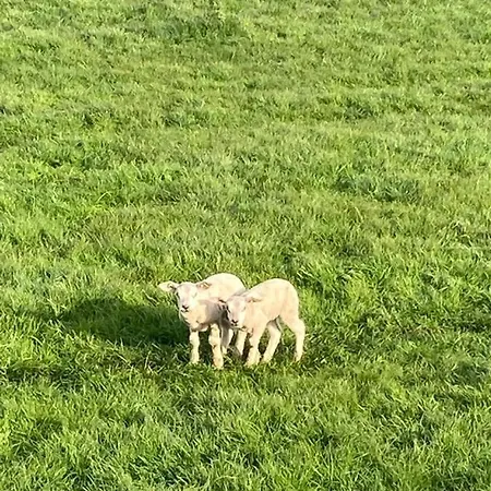Beemster Tiny House Bed & Breakfast Zuidoostbeemster